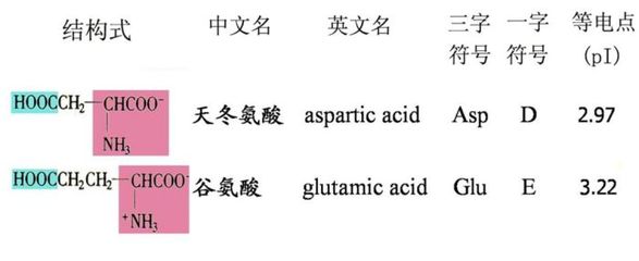 asp是什么氨基酸,asp是什么氨基酸的缩写